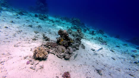 Sea-floor-diving-POV-small-coral-reef-and-fish-ecosystem-underwater-world