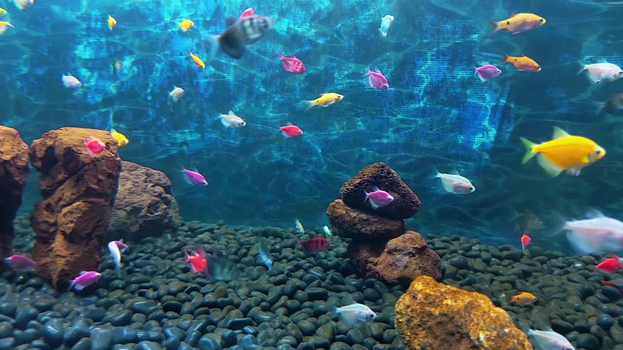 수족관 투어: 다양한 물고기를 보십시오.