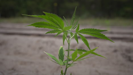 cannabis plant blowing in the wind outside in a feild on a farm