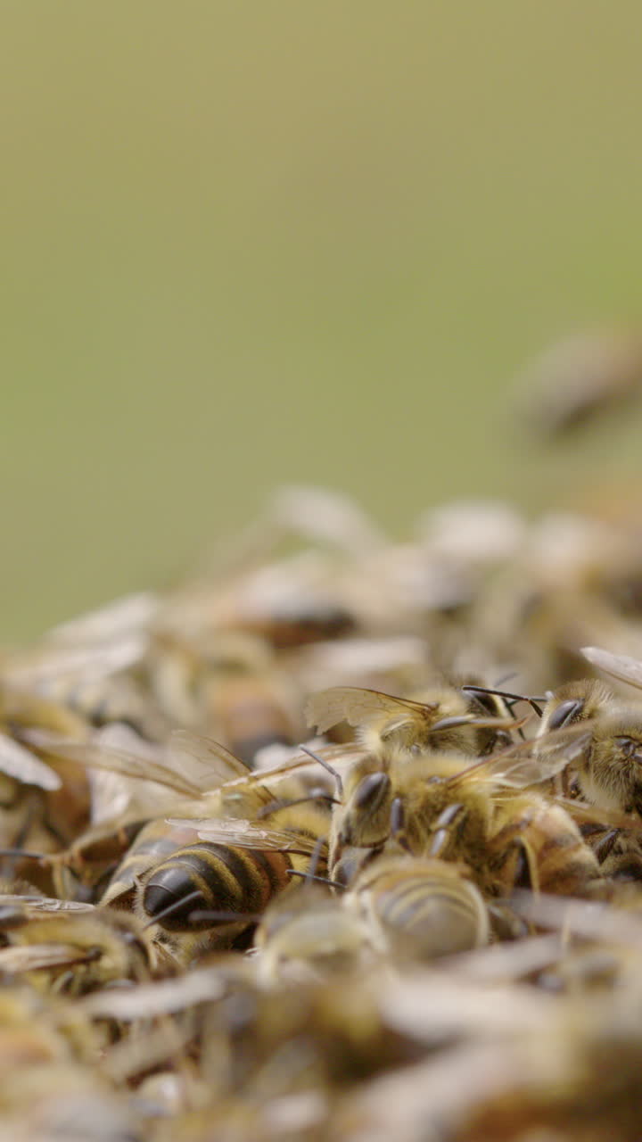 Busy honeybees moving around on beehive, vertical