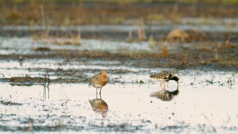 black-tailed godwit during spring migration in wetlands flooded meadow feeding and resting