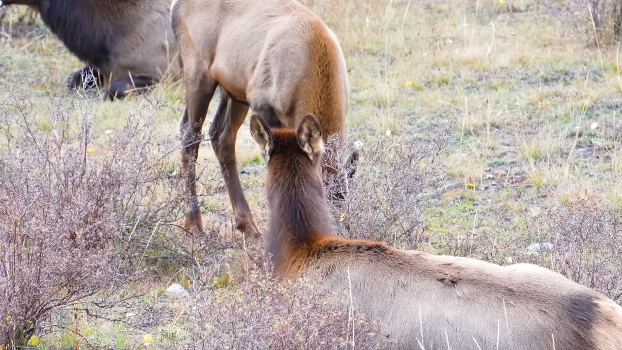 미국 콜로라도 록키 마운틴 국립공원의 풀밭에서 방목하는 무리에 둘러싸여 잠자는 엘크