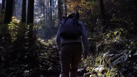 Beautiful-light-flooded-forest-with-male-hiker-walking-through-frame