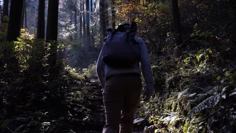 hermoso bosque inundado de luz con un excursionista masculino caminando por el marco