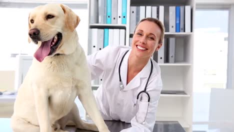 vet checking a yellow labrador