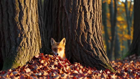 red fox in an autumn forest