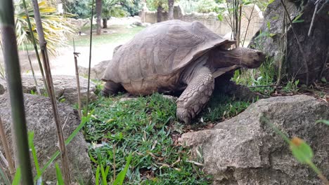 portrait of a large brown tortoise moving away from the camera and retreating towards the pond. old, slow reptile, slowly moving away and turning its back