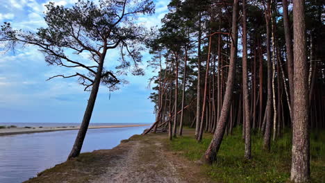 pov of baltic sea coastline in latvia with dense forests having tall trees