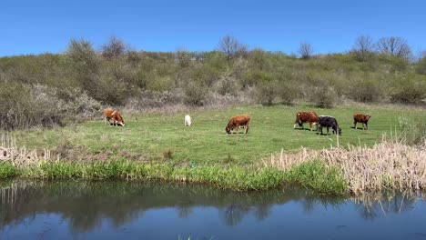 a group of cows walking across a grass patch beside a lake as they stop to eat grass.
