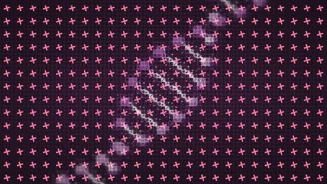 animación de una cadena de adn digital giratoria sobre una cuadrícula de cruces rosadas que giran sobre un fondo negro