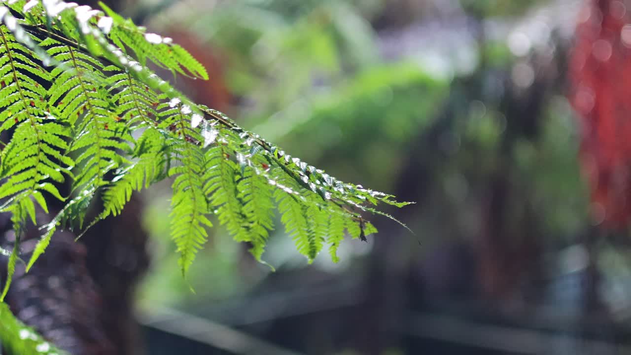 물방울이 있는 페른 잎의 클로즈업
