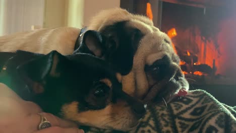 2 perros en el regazo de una mujer descansando en una silla junto a un fuego furioso