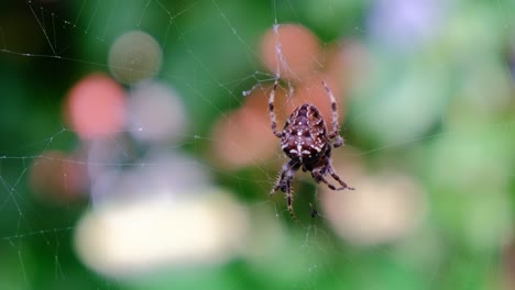 garden cross spider feasting on its prey, close up, blurred background, macro closeup view, zoom in, araneus diadematus