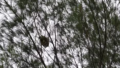 Un-Grupo-De-Nidos-De-Pájaros-Tejedores-Colgados-De-Un-árbol-En-El-Bosque