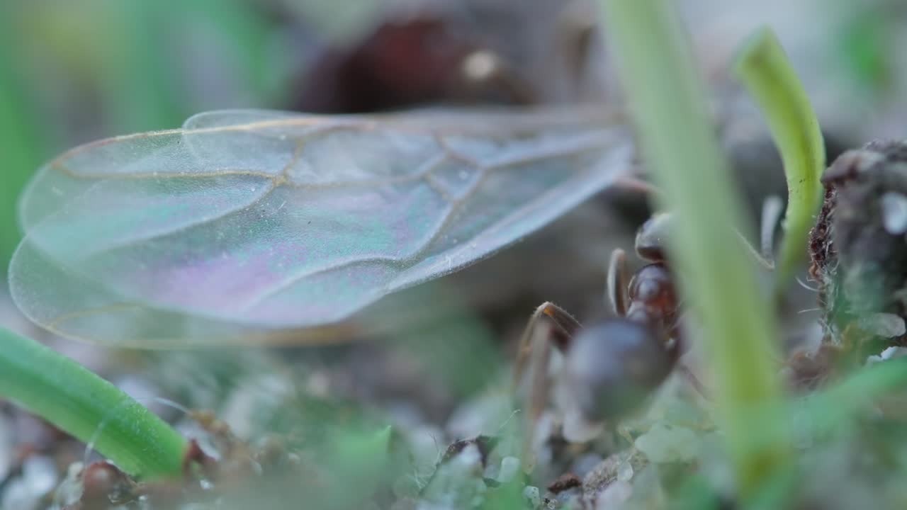 Extreme close-up of black ants working together on the underside of a green leafy stem