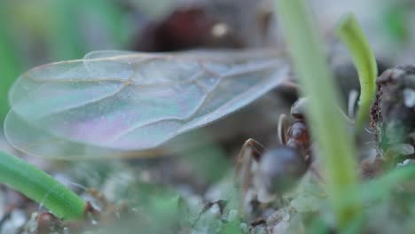 extreme close-up of black ants working together on the underside of a green leafy stem