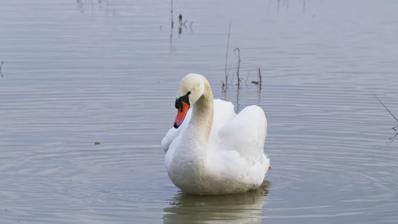 cisne blanco en aguas tranquilas de llanura de inundación, aves acuáticas disfrutando del paisaje húmedo de invierno en el reino unido