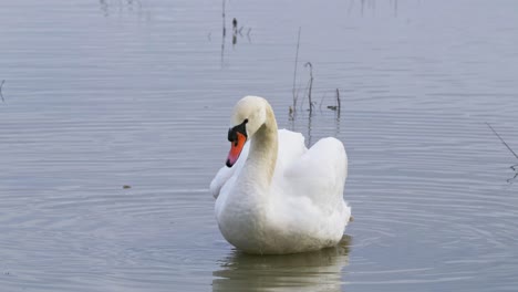 Weißer-Schwan-Auf-Ruhigen-Auengewässern,-Wasservögel-Genießen-Die-Nasse-Winterlandschaft-In-Großbritannien