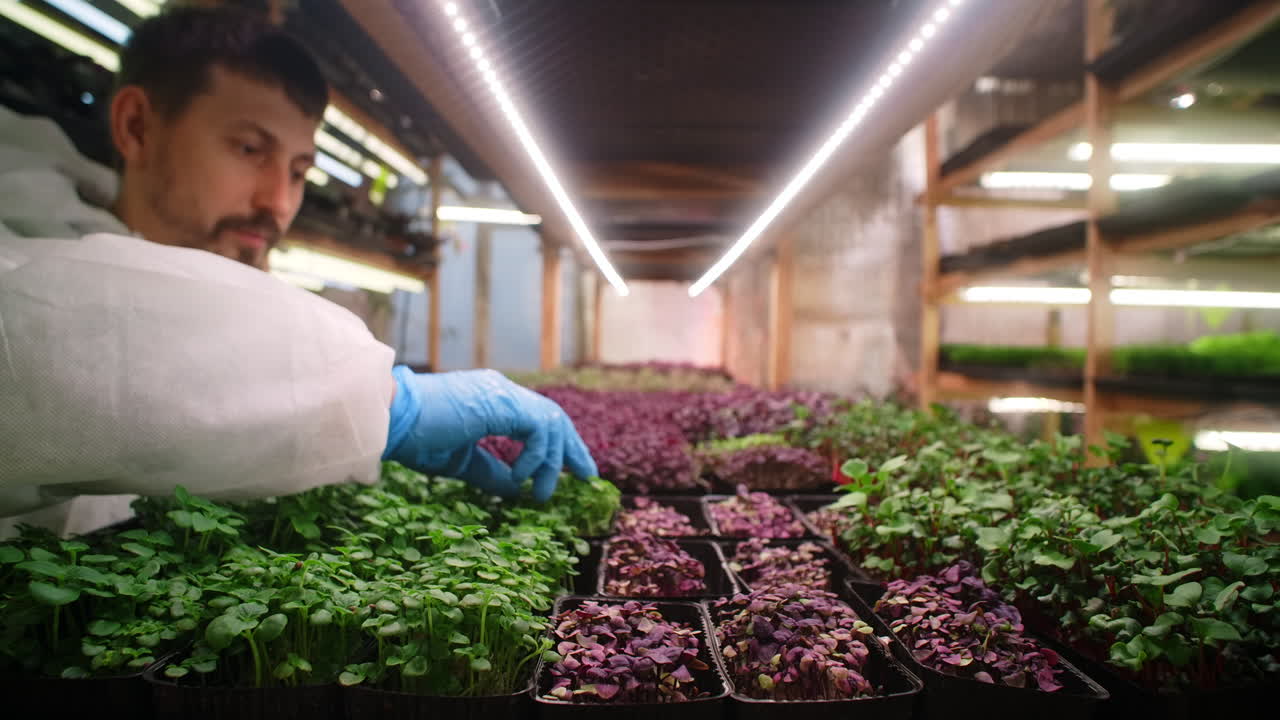 Indoor Microgreen Farming