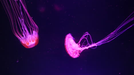 two jellyfish drift gracefully in dark water, their glowing orange and pink bodies illuminated against a purple backdrop. long, delicate tentacles trail behind them