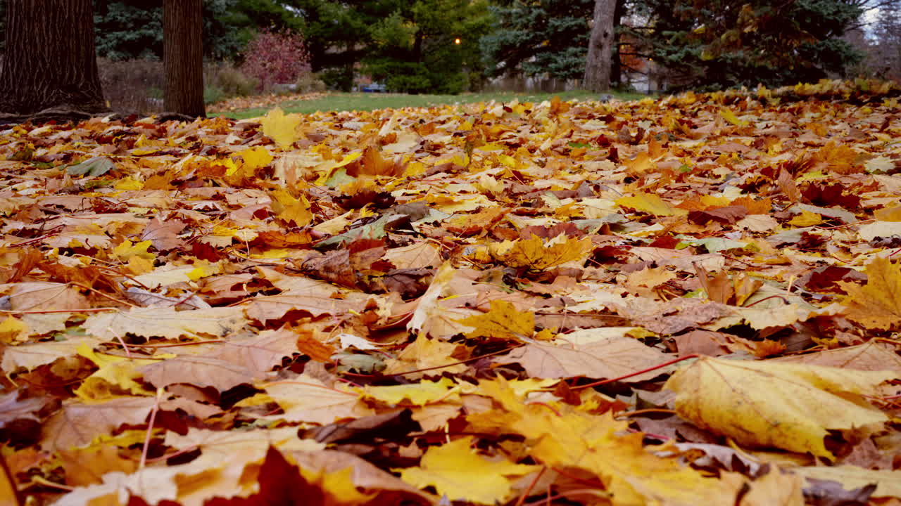 A smooth sideways shot of colorful late autumn leaves in a park, showing the transition from fall to early winter and creating a natural cinematic movement
