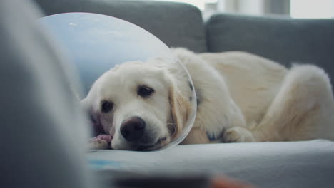 close up of cute dog with pet cone resting on couch after surgery