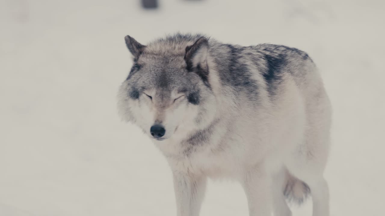 retrato de primer plano de un lobo caminando en un hermoso bosque de invierno