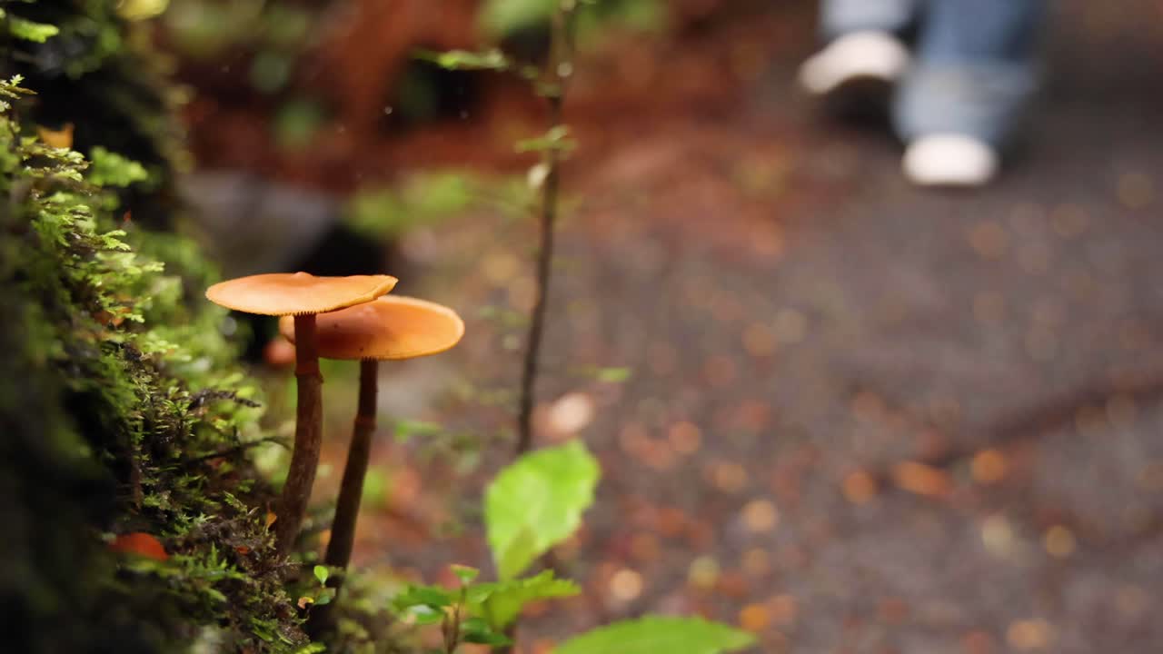 트레일에서 고 있는 사람과 함께 버섯