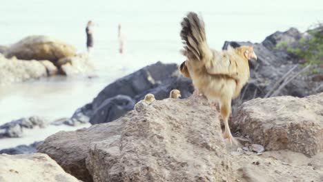 a chicken walks with chicks on the stones