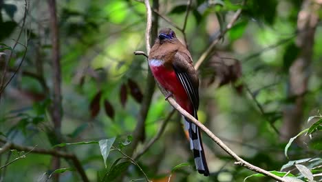 el trogón de cabeza roja es un ave confiada de tamaño mediano que se encuentra en tailandia