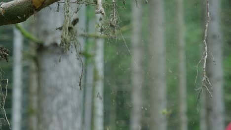 a mountain biker rides below a fallen tree in slow motion and hits branches