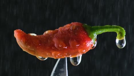 red ripe chili pepper on the end of a knife, cool, crisp water drips on an otherwise spicy hot pepper