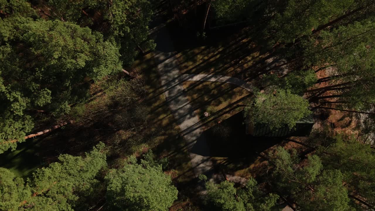 drone flight from top to bottom to trees, Altai forest with silhouettes of trees in the middle of a sunny day