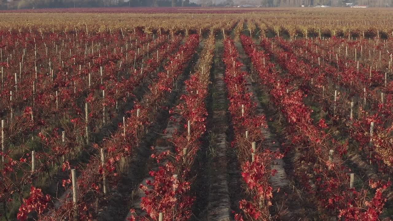 Wijngaard in Chili in de herfst