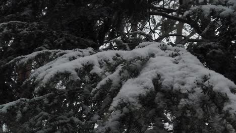 close up of snowy pine tree branch