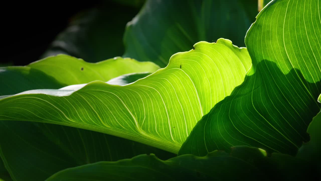 Video of tropical plant leaves, sunlight streaming through, creating a vibrant, abstract backdrop &ndash; Lilly leaves