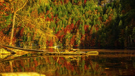 a forest in beautiful autumn colors with reflections in the water of a lake