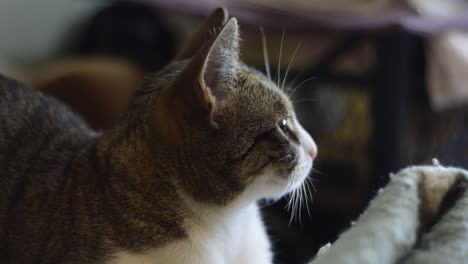 a beautifull cat looking around while enjoying the sunlight coming from the window