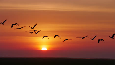 birds flying in silhouette against a vibrant sunset
