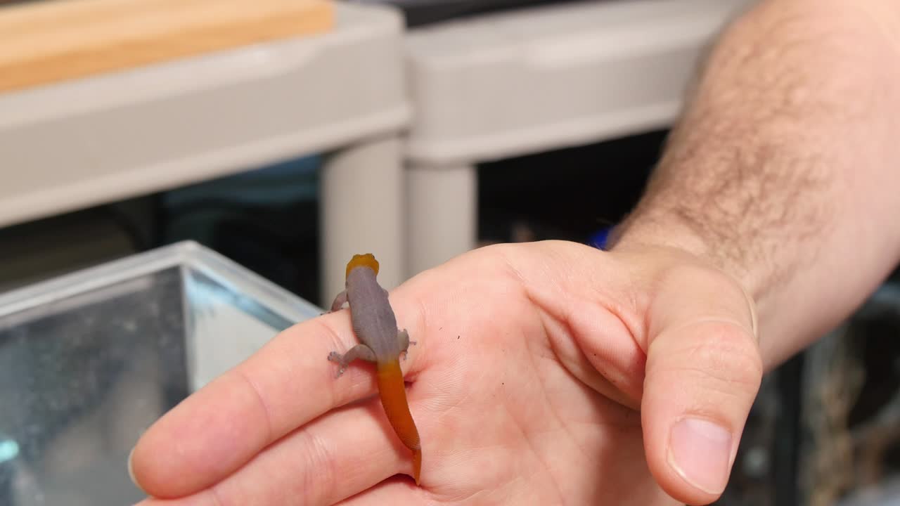 sphaerodactylus torrei geco reptil en primer plano