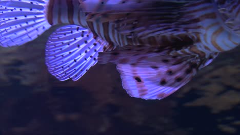 lionfish  slowly moving in water, close-up shot