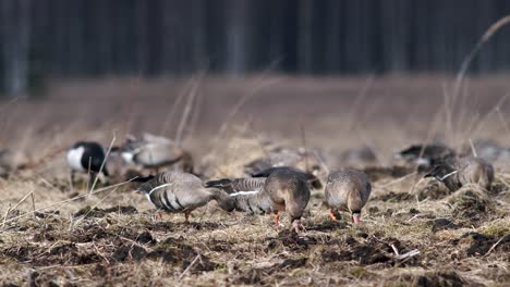 Große-Herde-Von-Blässgänsen-Und-Anderen-Gänsen-Während-Des-Frühjahrszugs,-Die-Sich-Auf-Der-Wiese-Ausruhen-Und-Fressen,-Heben-Ab