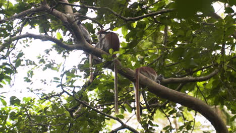 three zanzibar red colobus monkeys with long tails resting on branch