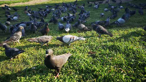 Vídeo-Cinematográfico-De-Una-Bandada-De-Palomas-En-Un-Gran-Parque-En-El-Sur-De-Inglaterra-Durante-La-Primavera