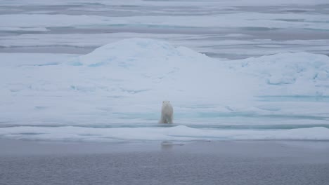 movimiento lento del oso polar saltando sobre el agua fría del mar ártico entre plataformas de hielo