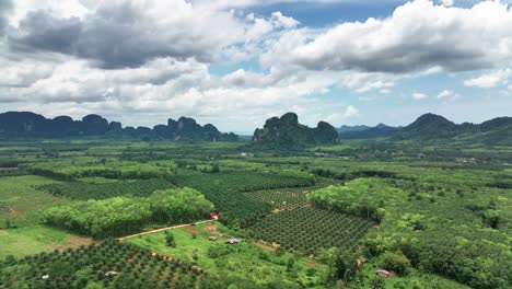 flying over agricultural plantation with growing palm trees near amphoe mueang krabi, thailand