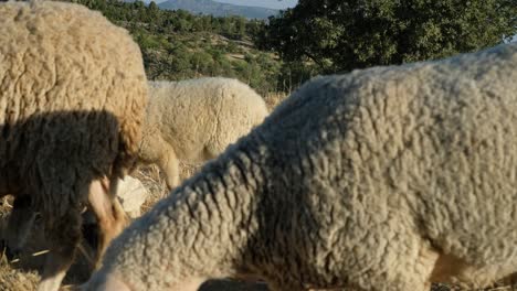 Sheep-grazing-field