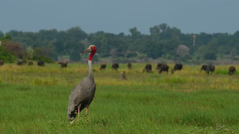 Eastern-Sarus-Crane,-Antigone-antigone-sharpii