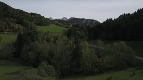 cows on green field in haute savoie, france