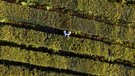 drone shooting nature from above.